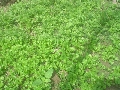 Kỹ thuật trồng ngò rí trong mùa mưa và biện pháp phòng trị bệnh thối nhũn
