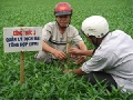 Bế giảng lớp huấn luyện quản lý dịch hại tổng hợp (IPM) trên cây rau muống nước tại ấp 6B xã Binh Mỹ- huyện Củ Chi