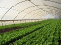 Nông nghiệp Israel - Nền nông nghiệp hiện đại bậc nhất thế giới