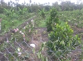 Phương pháp quản lý thổ nhưỡng và phương pháp bón phân cho cây ăn trái tại xã Trung An, huyện Củ Chi