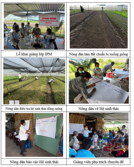 Quản lý dịch hại tổng hợp (IPM) trên rau ăn lá tại xã Phước Vĩnh An Huyện Củ Chi