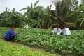 Tập huấn chuyên môn bảo vệ thực vật cho nhân viên Bảo vệ thực vật năm 2013