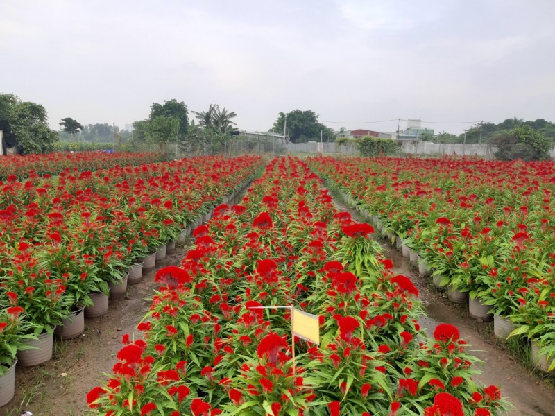 Tình hình sản xuất và tiêu thụ hoa nền trong dịp Tết Nguyên đán Quý Mão 2023 trên địa bàn Thành phố Hồ Chí Minh.