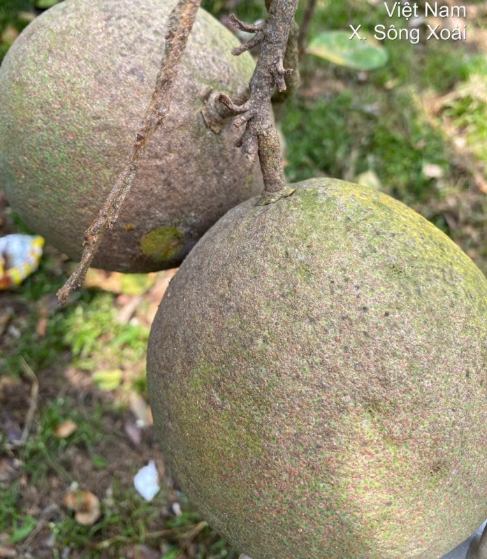 Quản lý rệp vảy đỏ (Aonidiella aurantii)  gây hại  trên cây bưởi