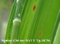 Bên cạnh lá, vùng nào khác trên cây lúa có thể bị tấn công bởi bệnh đạo ôn?
