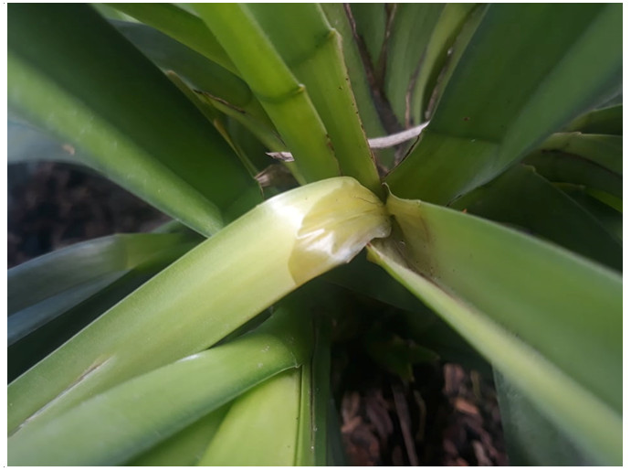 Hình 1: Cây lan Kiếm (Cymbidum finlaysonianum) bị thối nhũn do vi khuẩn Erwinia sp gây ra